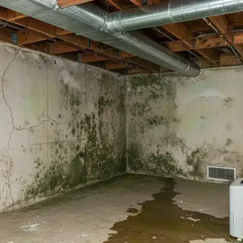 Professional Mold Removal in Gardner, KS